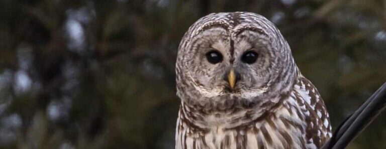 Owl Prowl Friday, January 16th